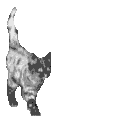 Tiga-2c
