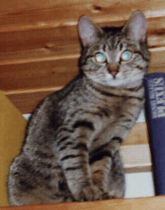 Tiga 1986