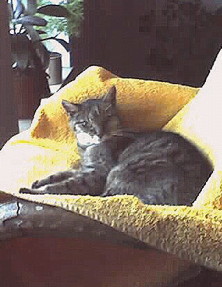 Tiga 2006