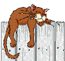 GIF-Animationen -Katzen-