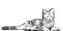 GIF-Animationen -Katzen-