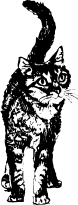 GIF-Animationen -Katzen-