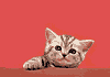 GIF-Animationen -Katzen-