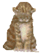 GIF-Animationen -Katzen-