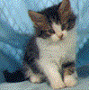 GIF-Animationen -Katzen-