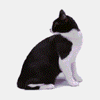 GIF-Animationen -Katzen-
