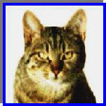 Tiga
